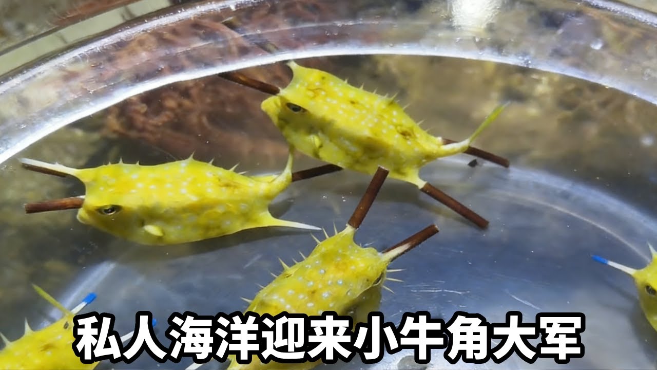 坏事了，一只就够难弄了，这下来了牛角军团… #诺亚方缸 #万物可爱计划