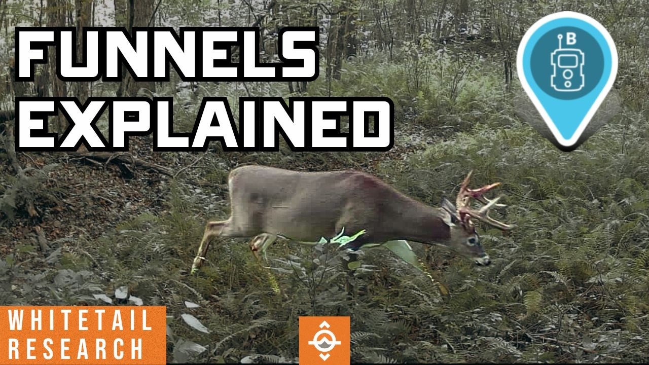 How Mature Bucks Really Travel Funnels (Not What You Think)