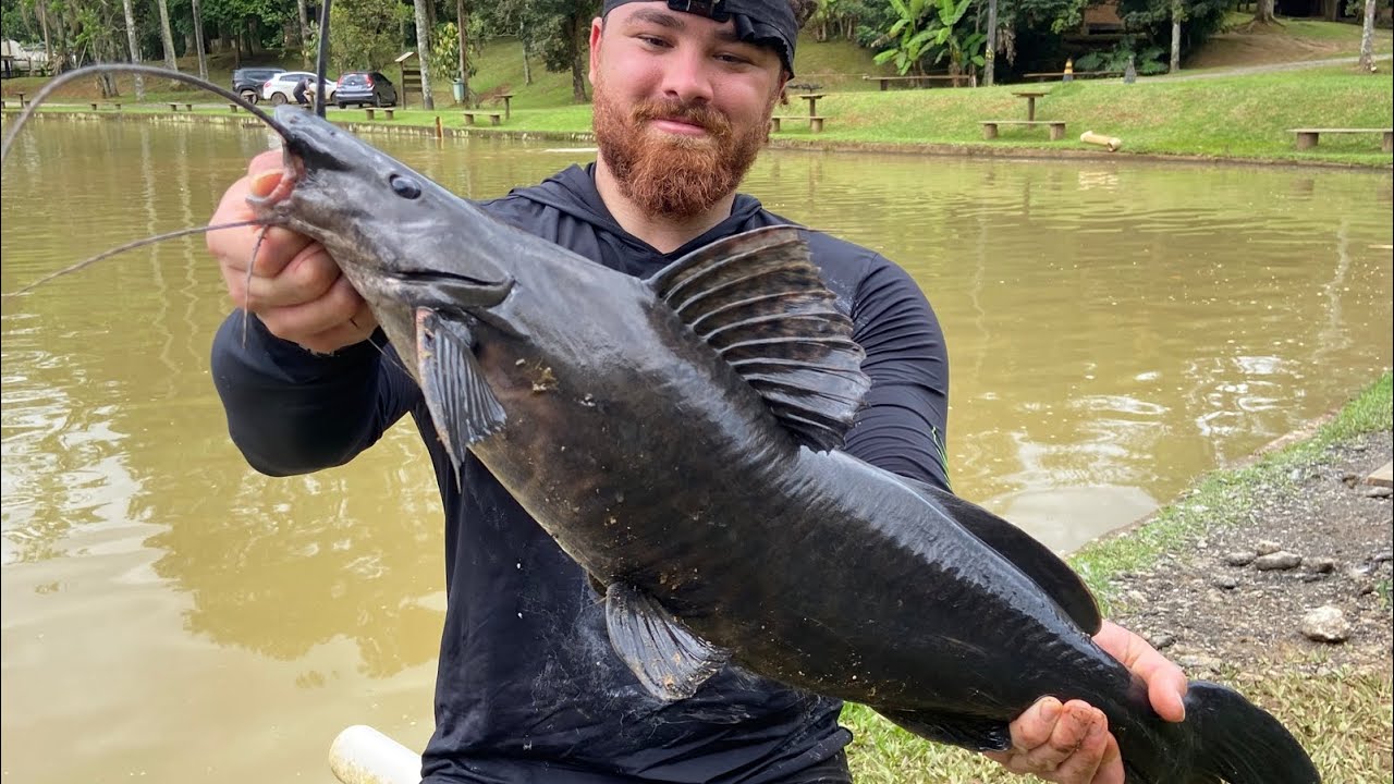 COMO PESCAR MUITAS PIRARARAS, PINTADOS E OUTROS PEIXES DE COURO EM PESQUEIROS - MELHOR DICA  #pesca