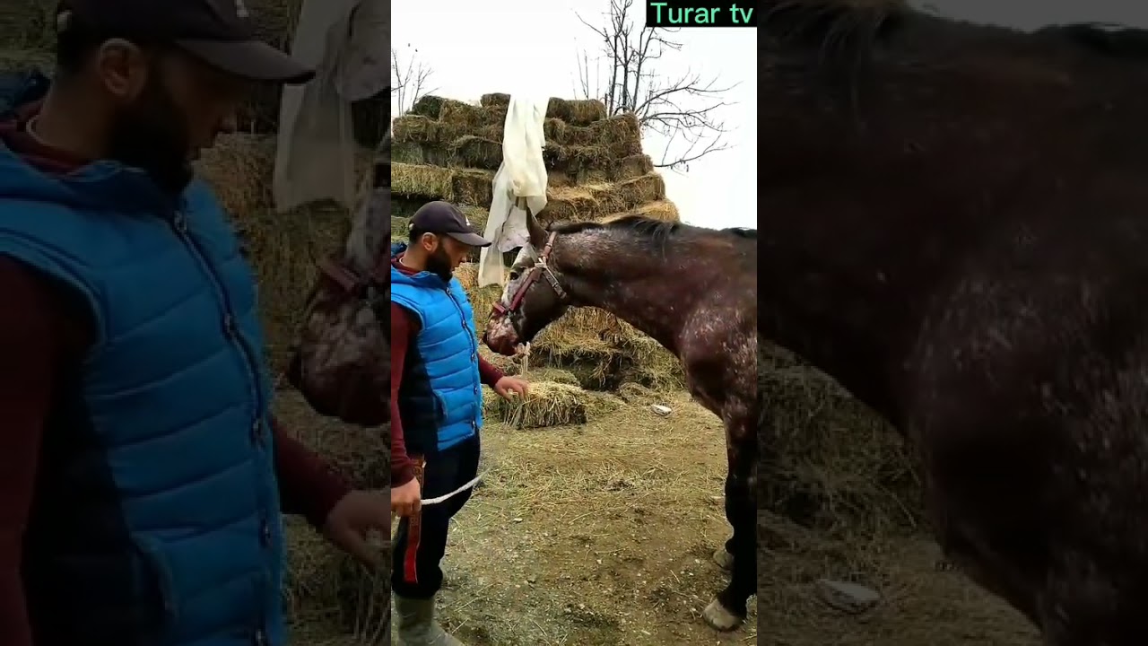 Атактуу миллион 🐴💪💪👍🇰🇬🇰🇬🇰🇬