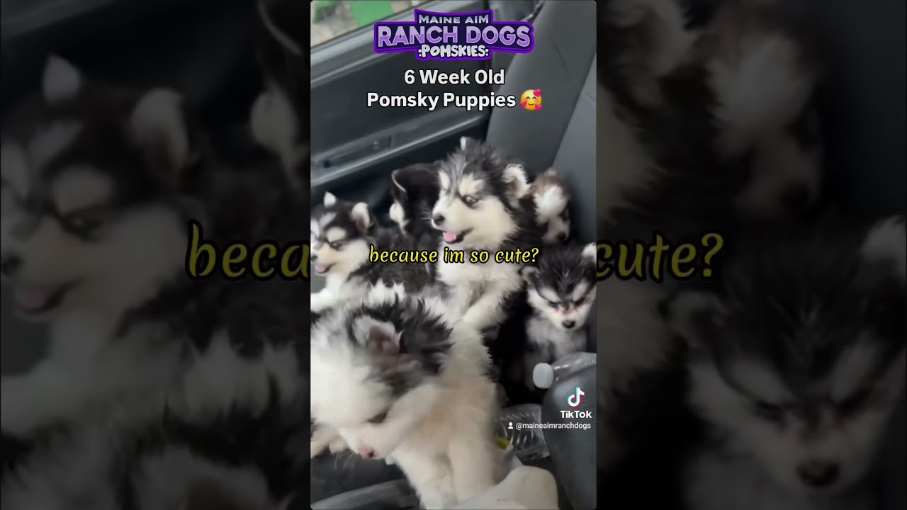 6 week old Pomsky puppies #pomskylife #puppy #dogbreed