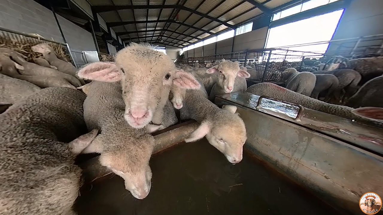 🐑 Hoy entramos en el cebadero en silencio 🤫 sólo observamos