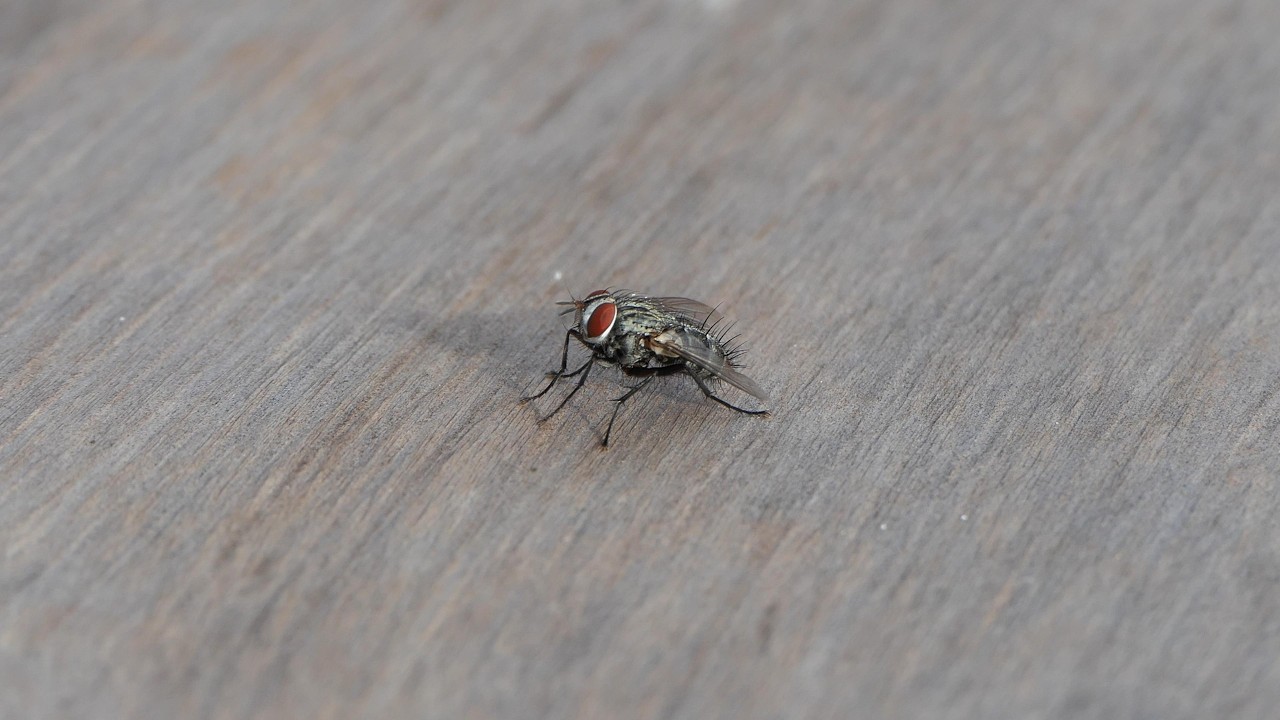 Tachinid Flies buzz around deck