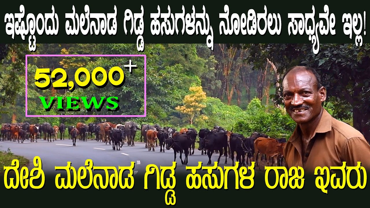 ದೇಶಿ ಮಲೆನಾಡ ಗಿಡ್ಡ ಹಸುಗಳ ರಾಜ ಇವರು