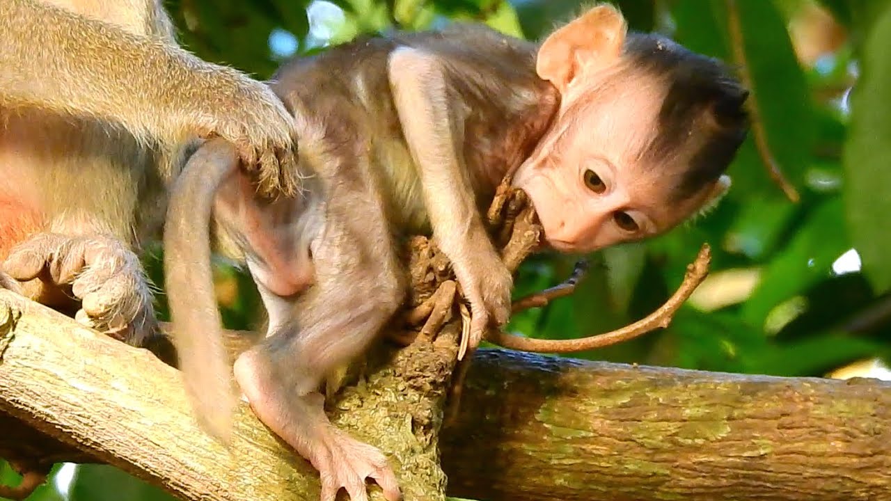 OMG! BOTH WORRY AND PITIFUL POOR BABY MISTY&hellip;POOR MISTY LOOKED DEPRESSED WHILE MUM NEVER FREE.