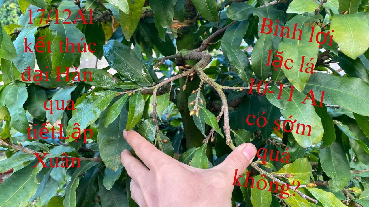 Bình lợi lặc lá 10-11Al có sớm không? 17/11 Al kết thúc đại hàn qua tiết lập Xuân cả nhà lưu ý nha!