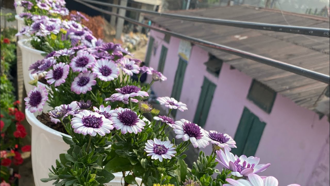 Daisy || 3D || mawi tak mai || nen  ka lo lang leh e 