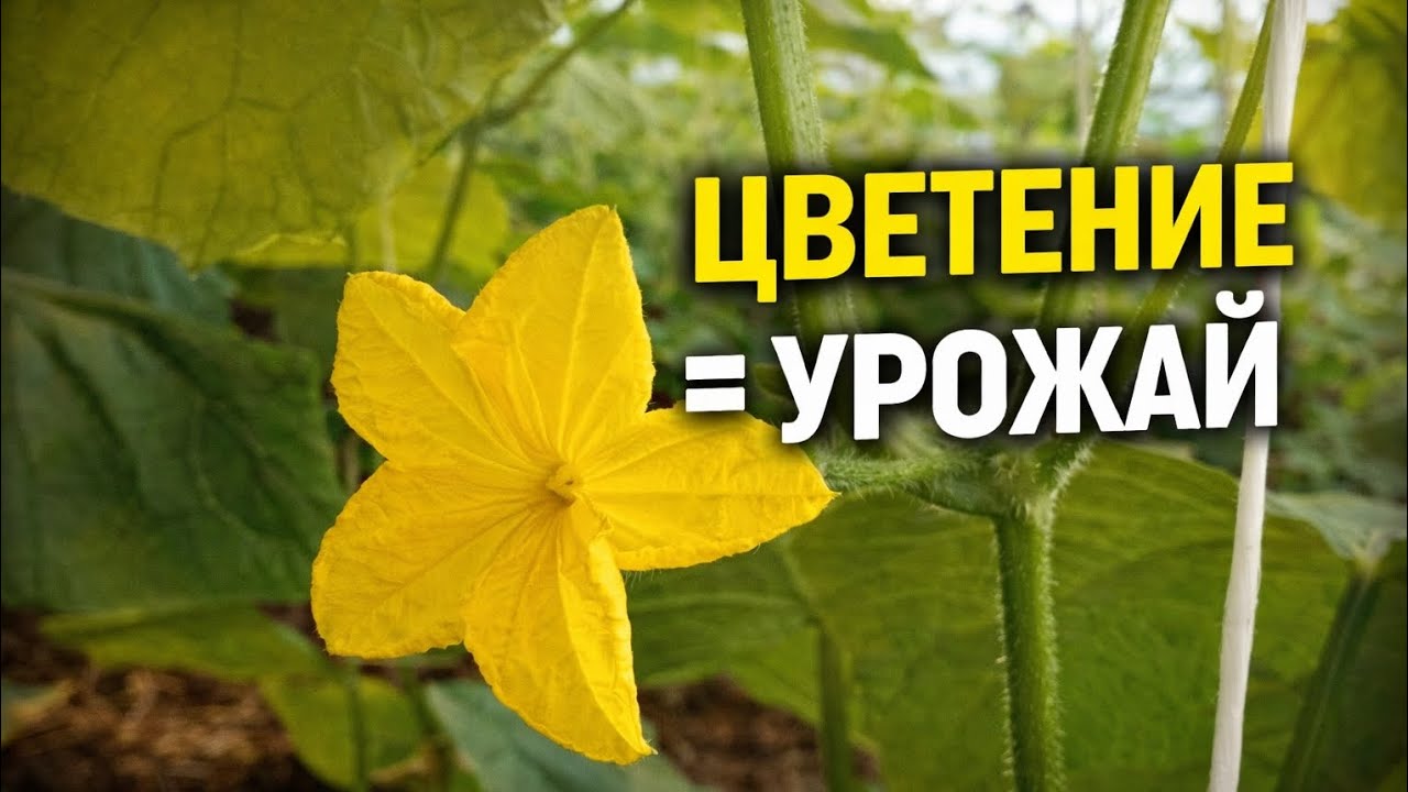 Огурец зацвёл! Закладка урожая на 24 день | Магбор + Натурамин — зачем и как #землядел 