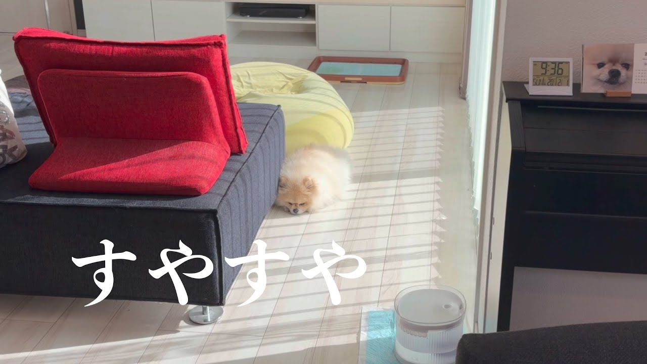 ご飯ちょうだいとせがむものの、なんだかんだでのんびり食べるポメラニアンまめこ