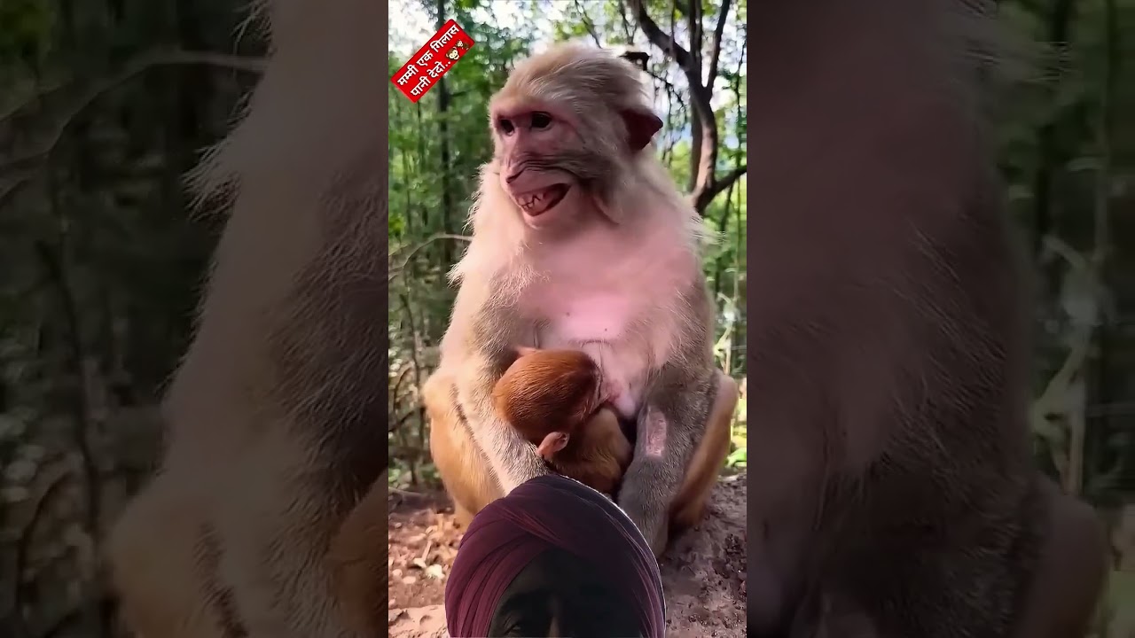 😅Parrot and monkey😂#funny