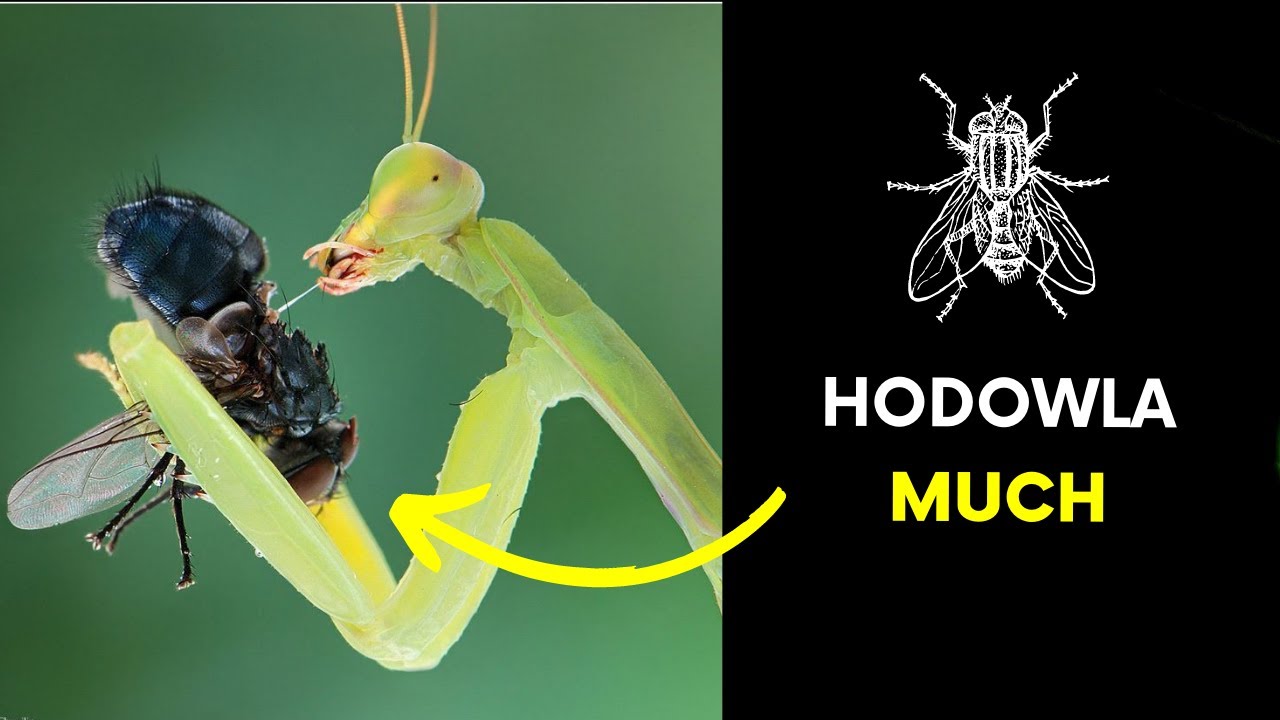 Hodowla much (karmówka)