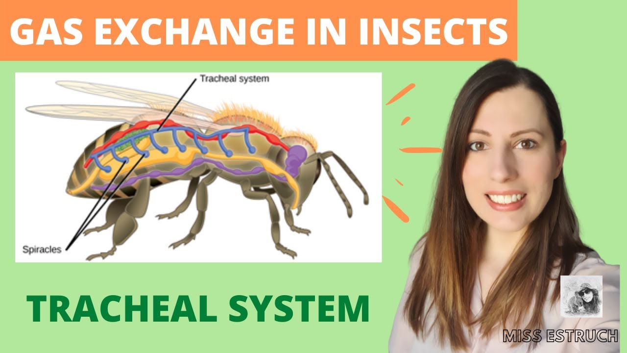 GAS EXCHANGE in TERRESTRIAL INSECTS: tracheal system & how insects reduce water loss.A Level Biology