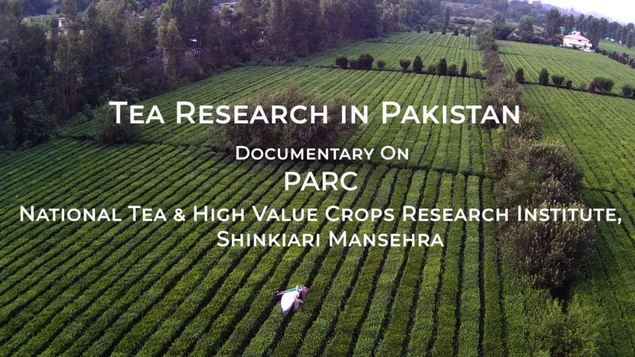Tea Research In Pakistan | Processing Plant in Pakistan | Documentary on PARC-NTHRI  Mansehra