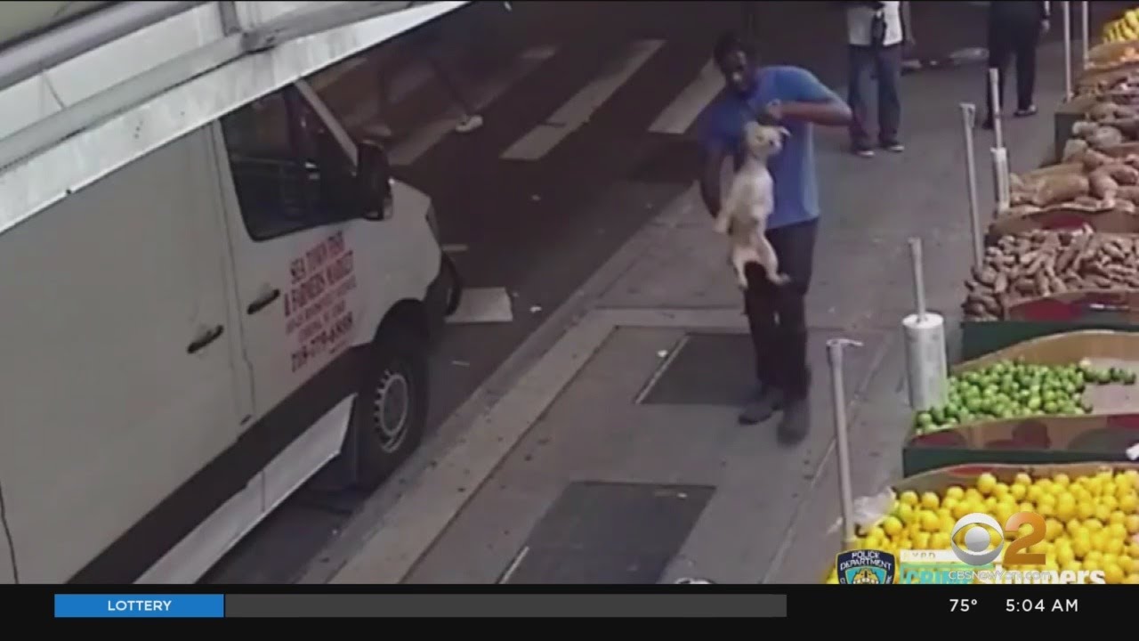 Caught On Camera: Dog Stolen From Brooklyn Street