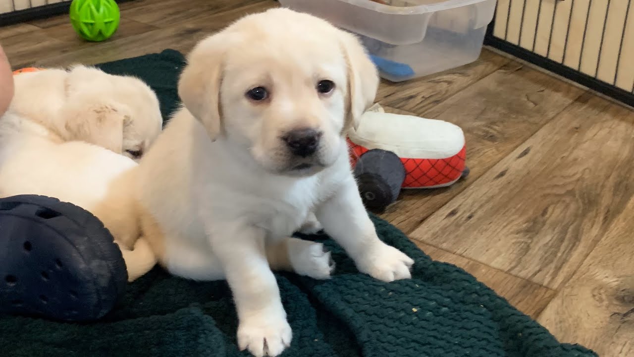 Labrador Puppy Cam LIVESTREAM Day 43 