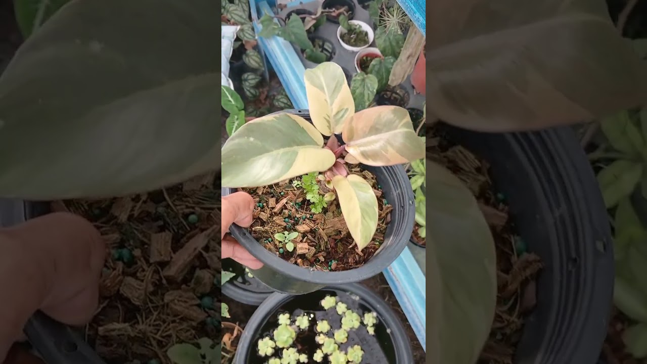 Aroid collection  #mieegarden #plants #plantlover #aroid #variegatedplants #rareplants #monstera