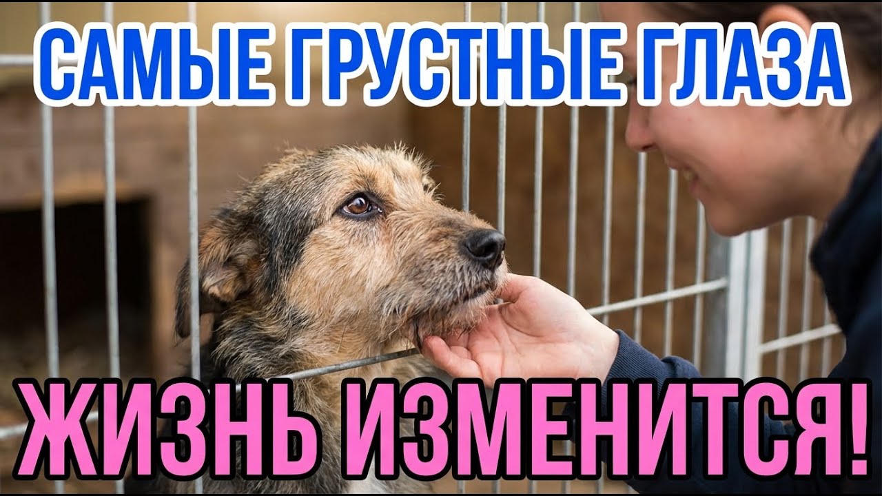 СМОТРЕЛ на хозяина! Не подозревал ЧТО БУДЕТ — судьба ПЕРЕВЕРНУЛАСЬ