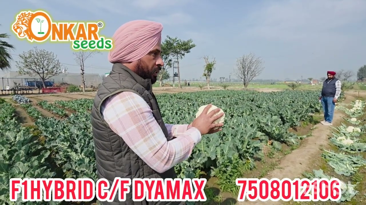 भारत की सबसे ज्यादा ख़ूबसूरत, ठोस, और वजनदार गोभी के फूल की वैरायटी है Dyamax 