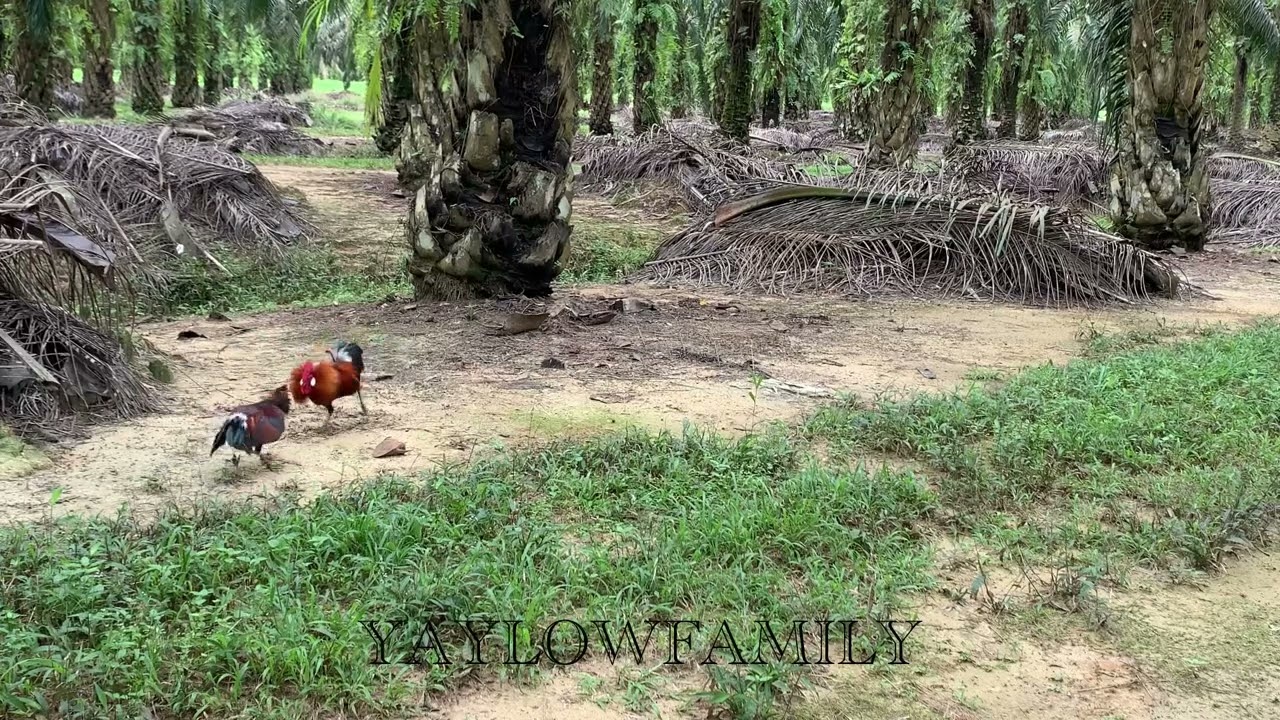 Pikat Ayam Hutan Anak Muda Tapau 1, Champion Longgok, Laman Sime Darby Malaysia
