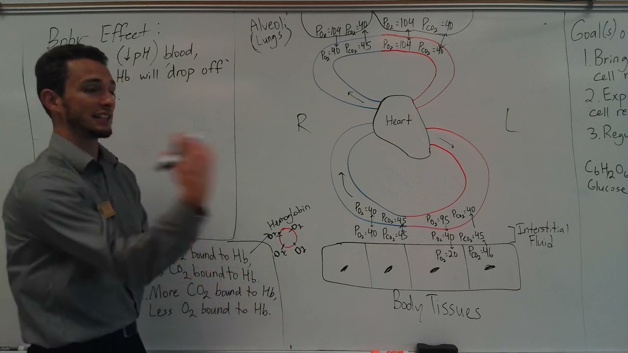 Haldane Effect, Bohr Effect, & Dalton's Law (8.1)