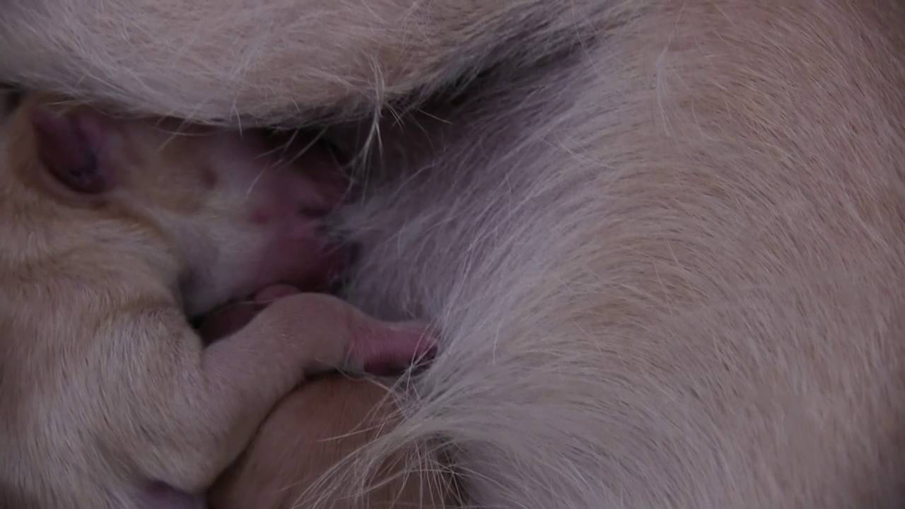 Cutest Newborn Puppies Nursing