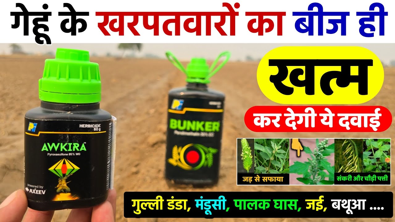 गेहूं के खरपतवारों का जड़ से सफाया | Wheat Herbicide | Mandusi | Gehu me Kharpatwar Nashak Dawa