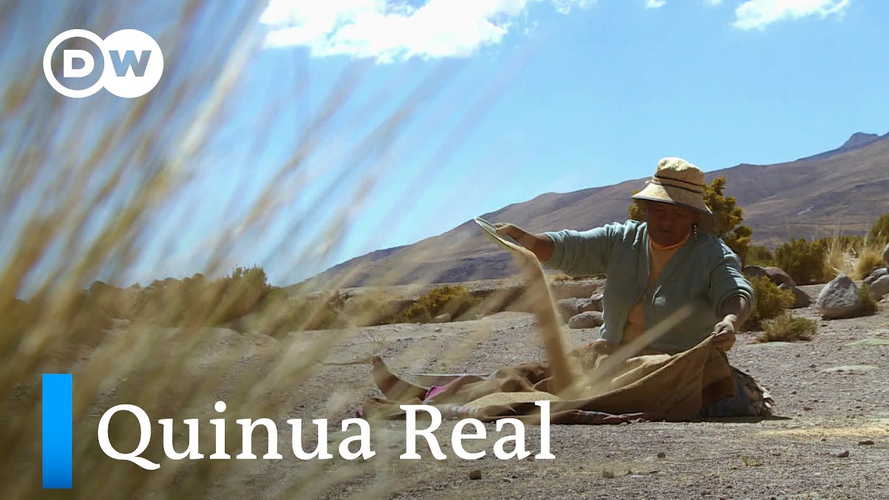 El grano madre de los Andes