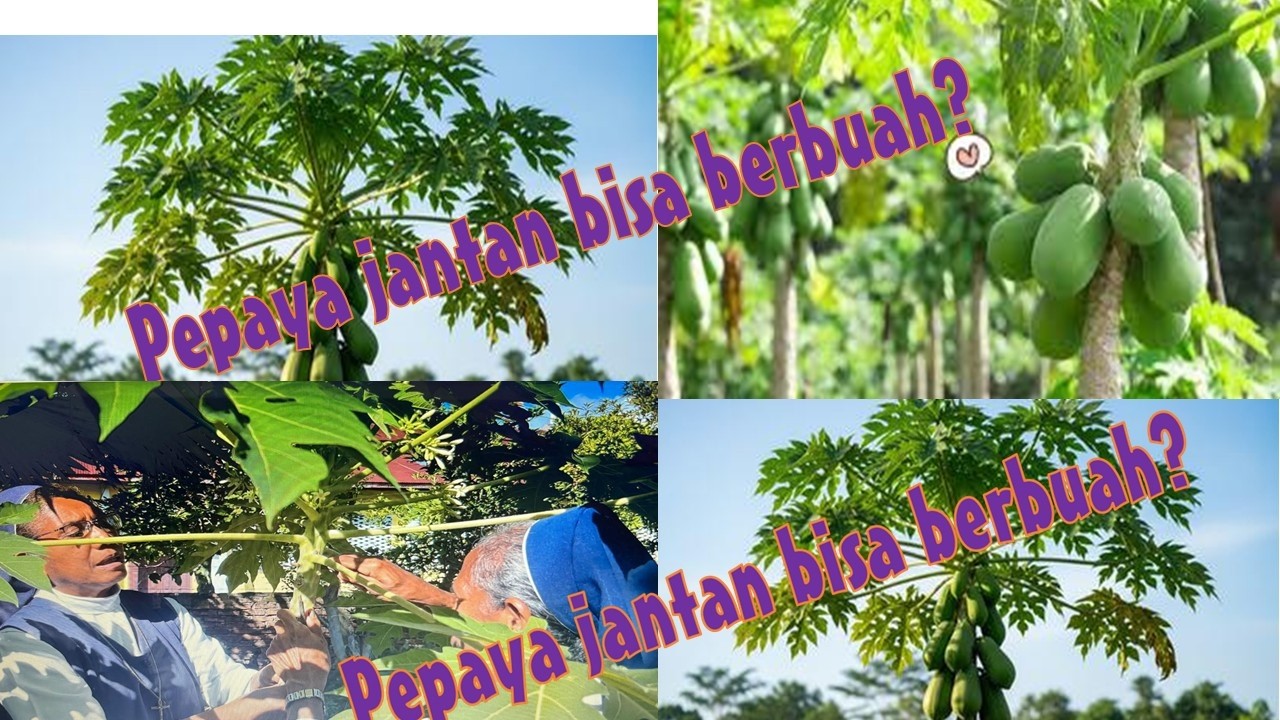 Pepaya Jantan Berbuah?? Mari Kita Simak Video ini.