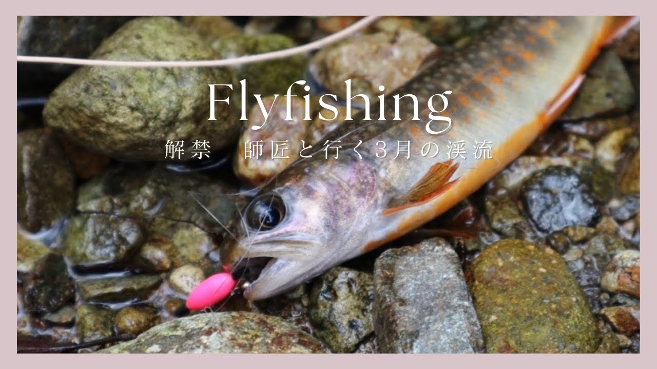 【フライフィッシング　渓流釣り】渓流釣り解禁　イワナを狙う師匠と弟子