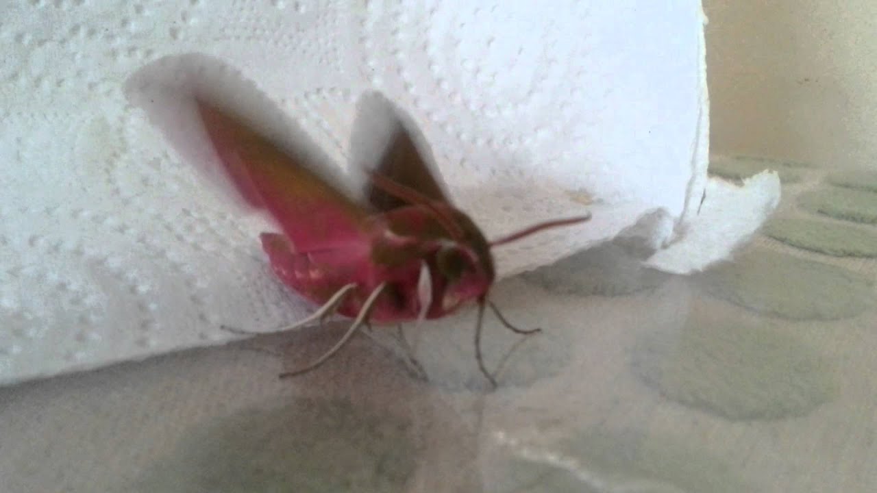 Elephant Hawk Moth's First Flight
