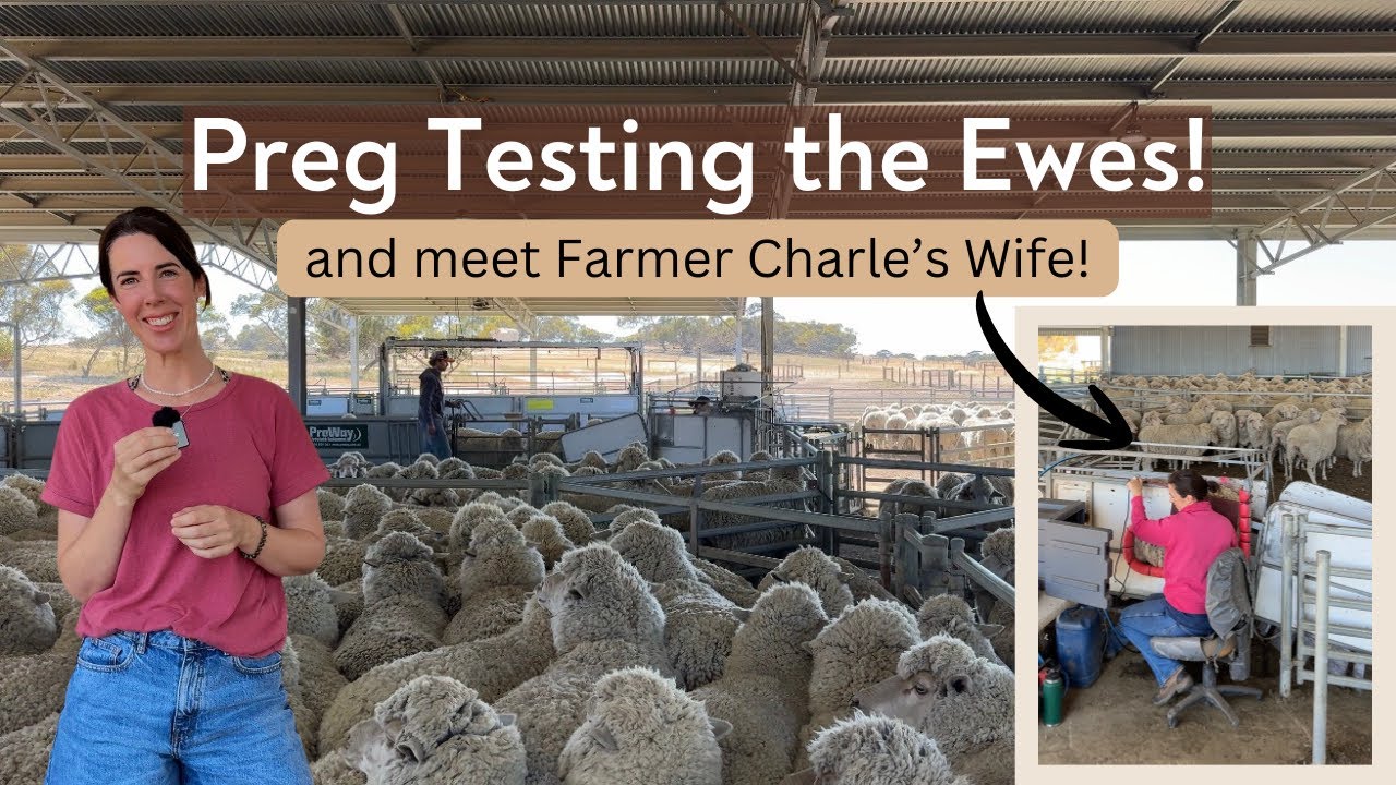 Harvest's Over... But the Work Isn't | Preg Testing Merino Ewes