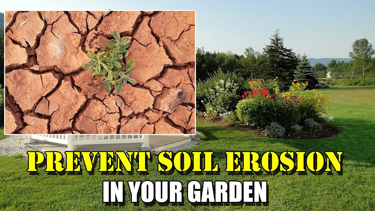 Strategies to Prevent Soil Erosion in Your Garden