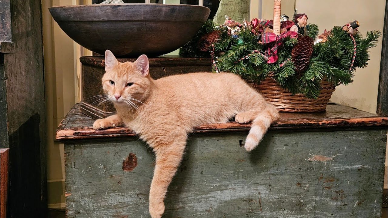 Antique Shopping in a Dealer's Barn & Garage! Primitives Galore!! Ever Wonder How Sweet Annie Grows?