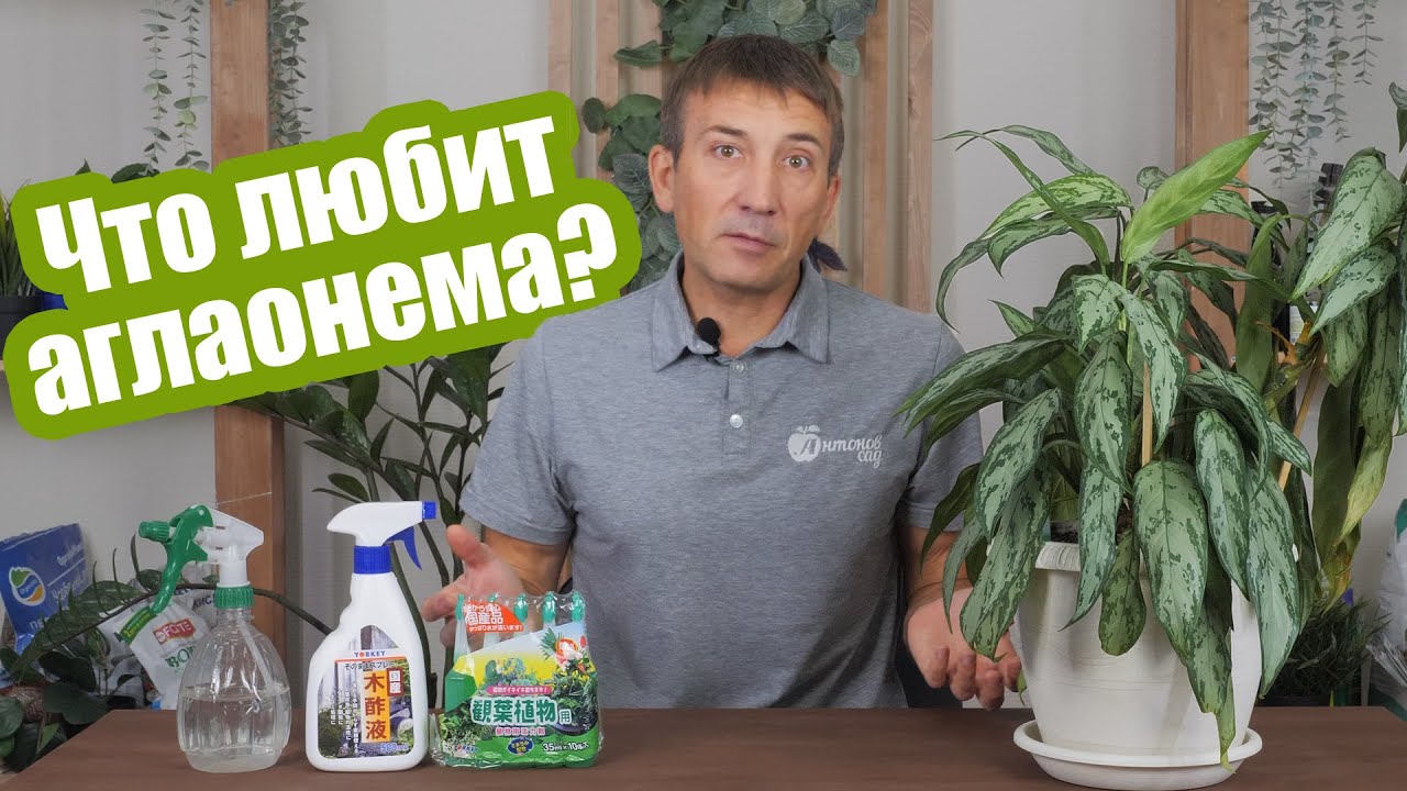 Аглаонема: 4 простых правила ухода в домашних условиях
