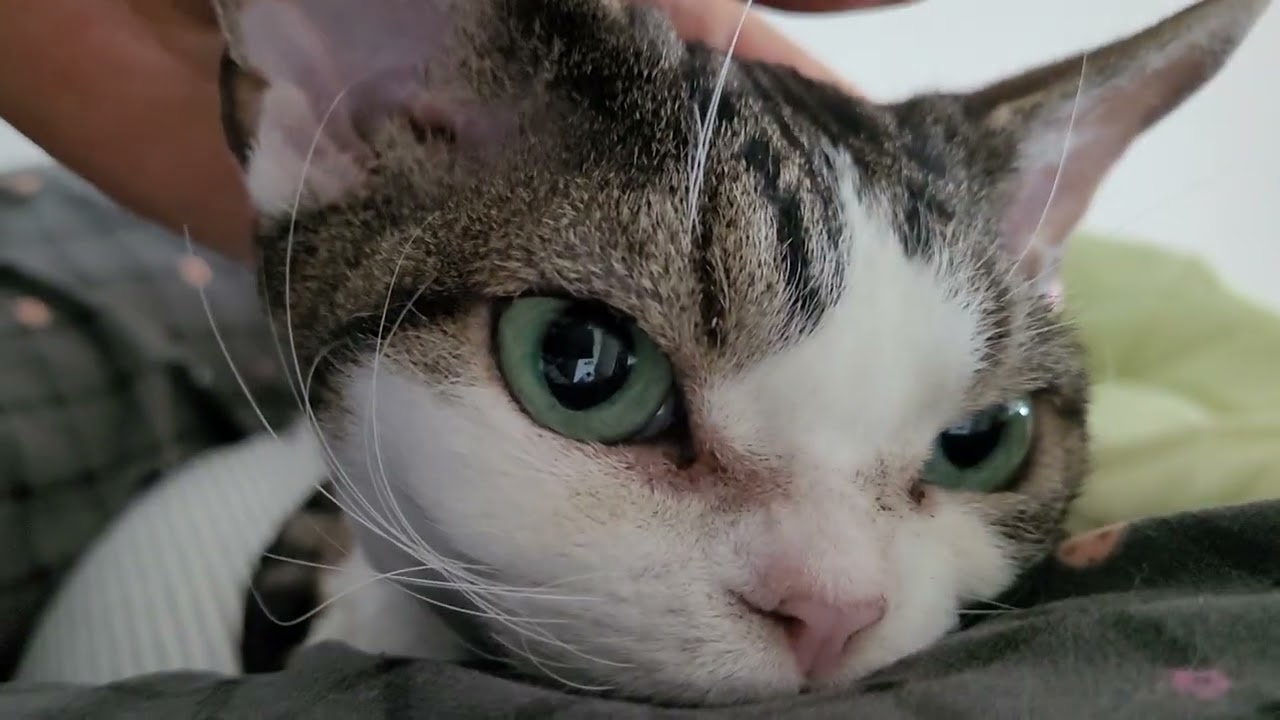 초코를 쓰다듬기만 하는 영상