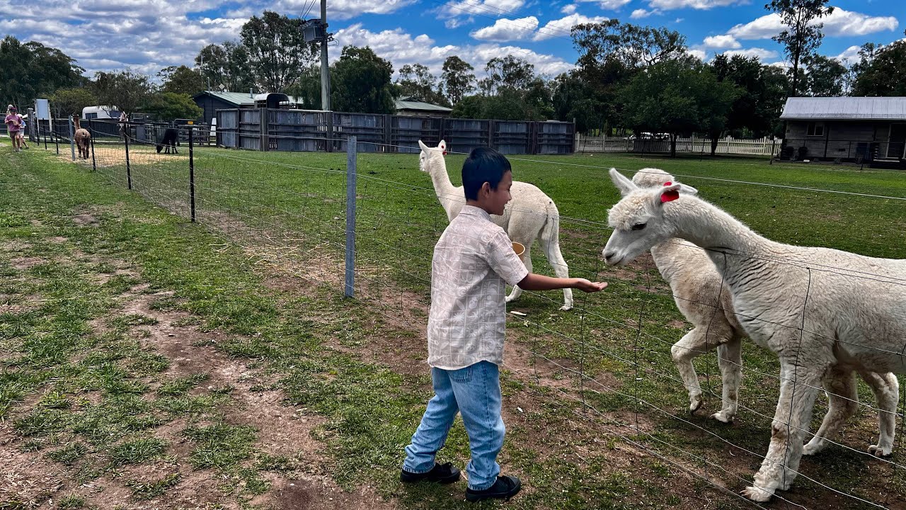 Starline Alpacas 🦙 Hunter Valley 🇦🇺