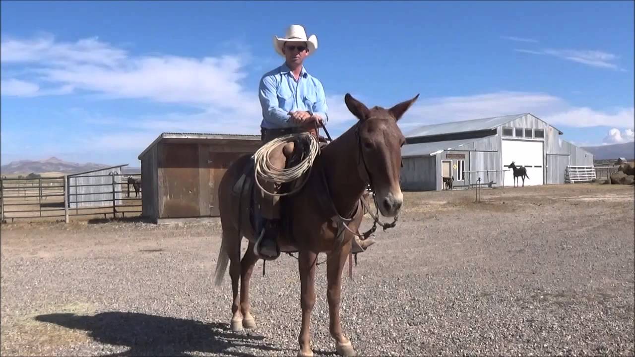 Ty Evans talks on raising and starting young mules