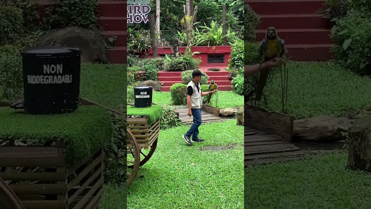 Malagos Birdshows Part 4