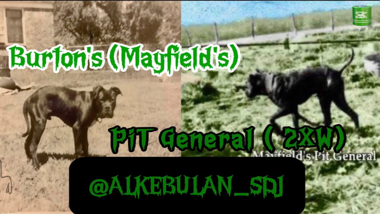 Burton's (Mayfield's) Pit General ( 2XW)