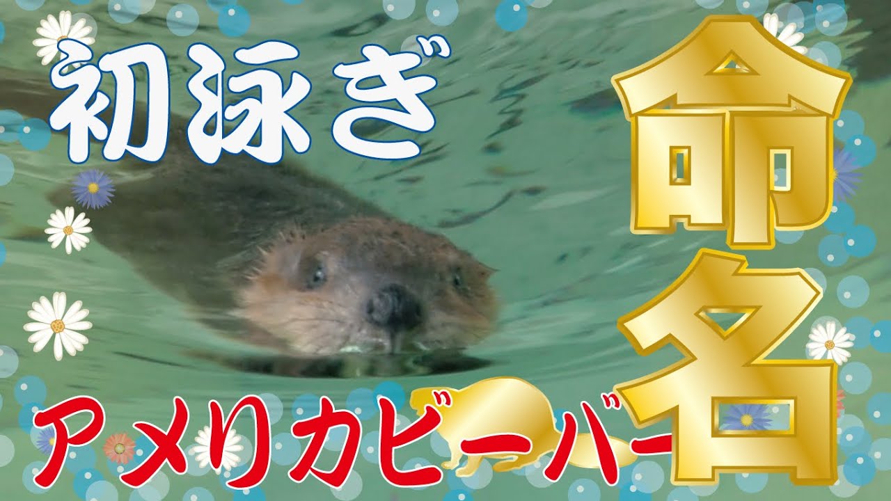 【千葉市動物公園公式】アメリカビーバーの赤ちゃんの初泳ぎ！命名！