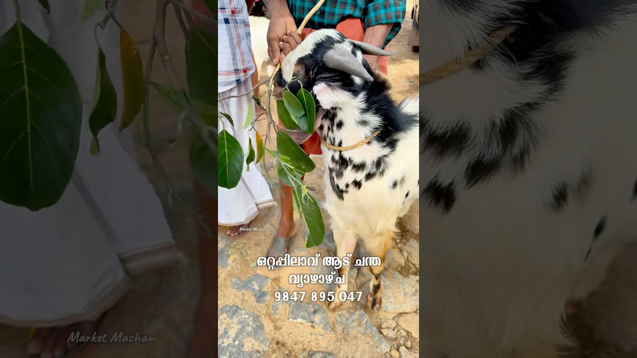 ആട് ചന്ത ഏറ്റവും വിലക്കുറവിൽ 