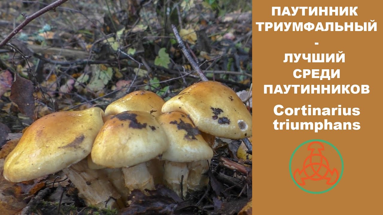 Паутинник триумфальный - лучший среди паутинников. Cortinarius triumphans