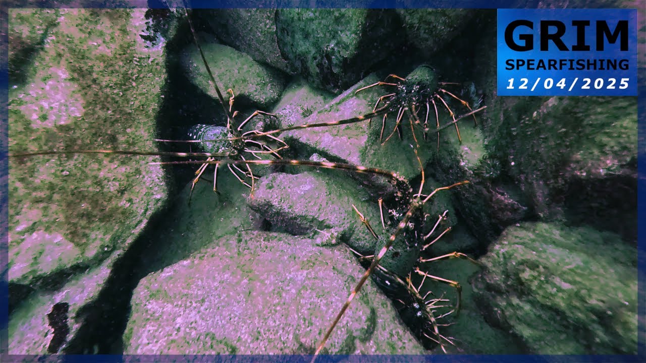 Chasse sous-marine (Côtes d'Armor 22) - Jamais vu autant de langoustes 🦐 en une session !