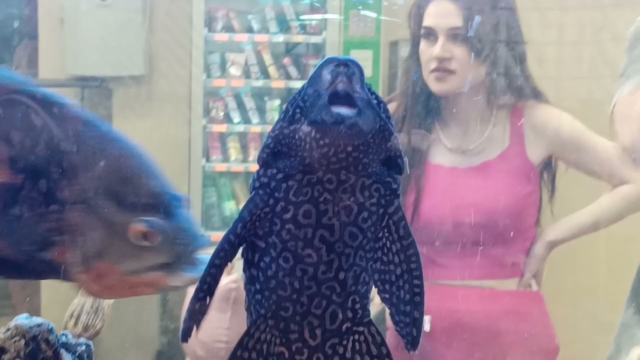 Goldfish🐠🐠🐠🐠🐠, золотые