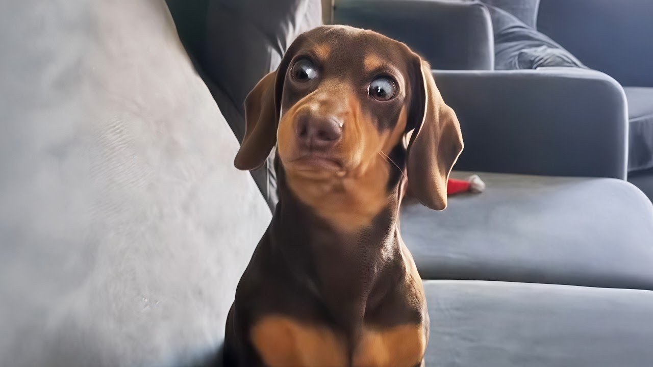 The Funniest Dogs Around the World! 😂 NEW Funny Dog