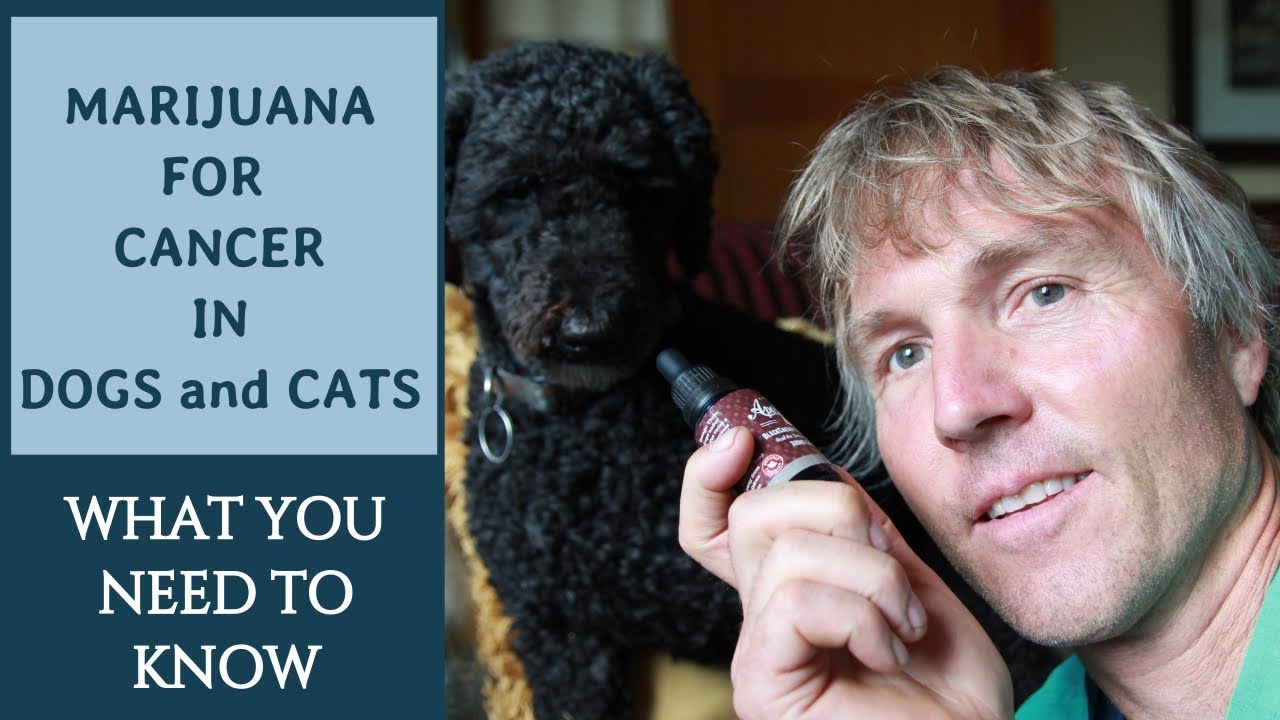 Marijuana for Cancer in Dogs and Cats
