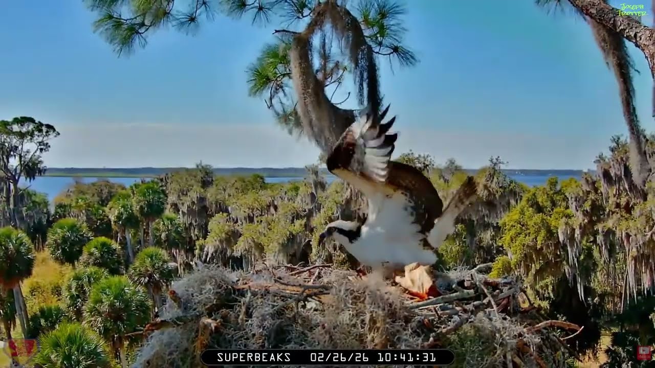 🪶Yesterday at SuperBeaks | Feb 26, 2026 - New amazing osprey cam! Lots of mating on the nest today!💕