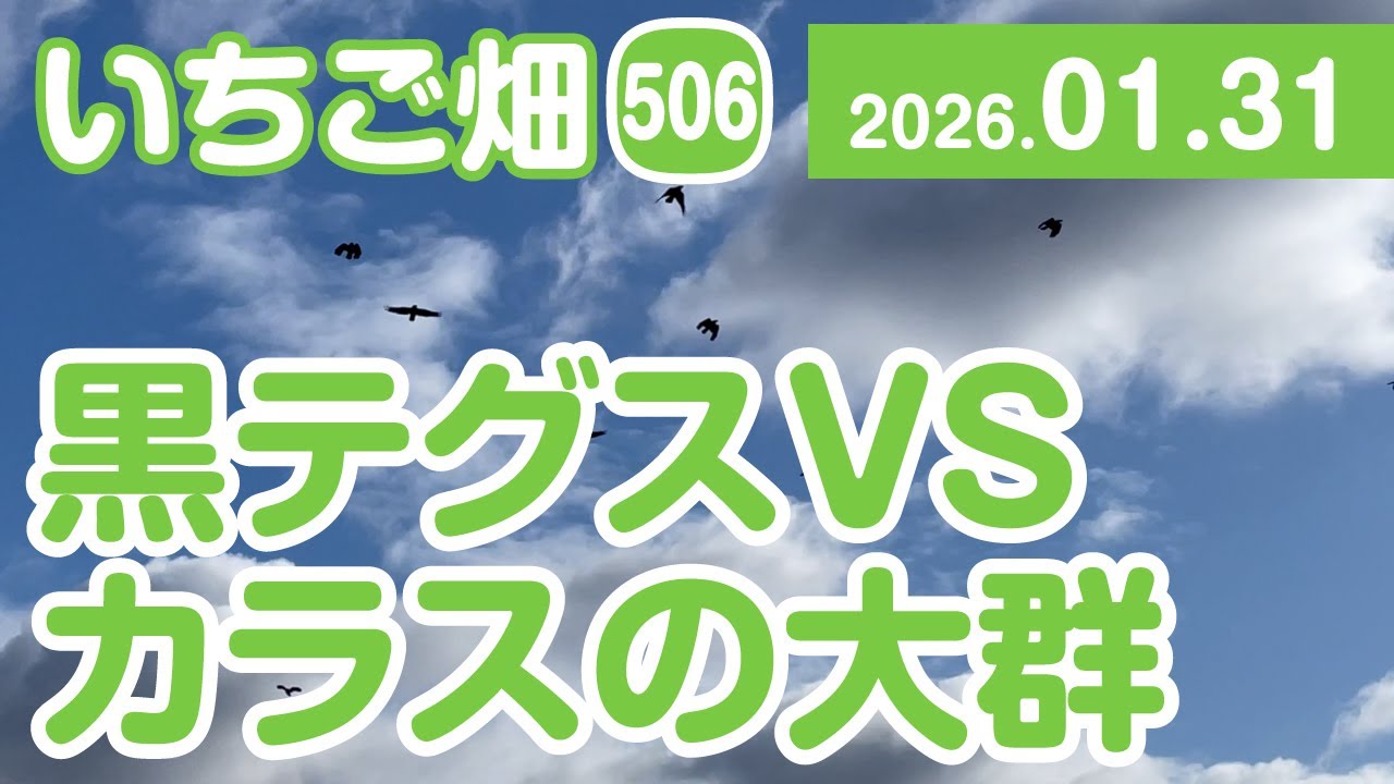 いちご畑【506】黒テグス VS カラスの大群