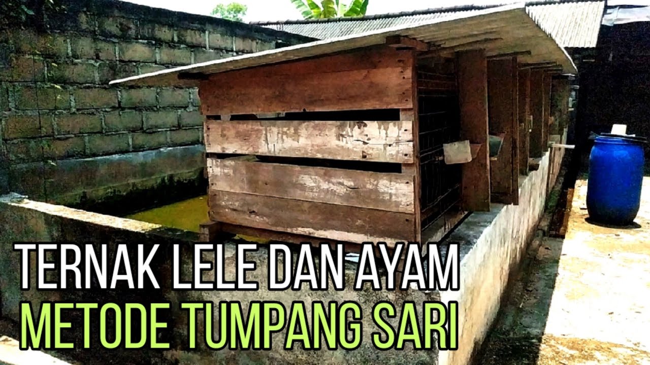 Ternak ayam diatas kolam lele metode ternak tumpang sari