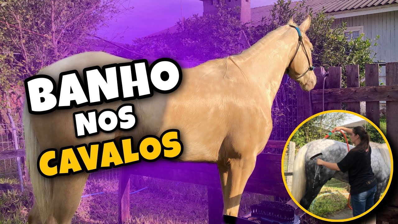 DANDO BANHO NOS MEUS CAVALOS (banho completo)
